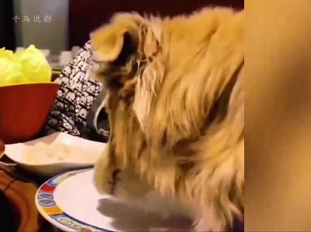 极端爱狗女带狗上火锅店舔盘子,还伪造和解协议?得罪上百家店 #南门涮肉 #爱狗人士 #小仙女