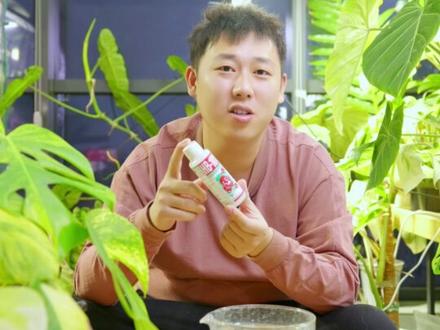 最受争议的hb101,你真的用对了吗❓
#种草好物 #热植 #种花小达人 #植物活力素 #家庭园艺