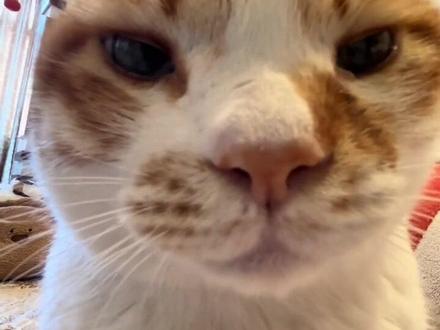 急急那如律令 妈咪贝贝哄 发芽的哄!来汽水音乐设置手机铃声#唱歌 #急急那如律令 #记录猫咪日常