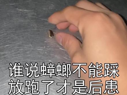蟑螂是靠孵化卵鞘生崽的,如果卵鞘被踩破,自然也无法正常孵化。所以,别杠,蟑螂能踩。 #生物灭蟑粉 @瑞洁很消蟑