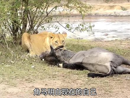 角马装死骗过母狮,最终奇迹般逃脱#弱肉强食的动物世界 #动物世界 #野生动物零距离 #神奇动物在抖音 #动物世界的战斗