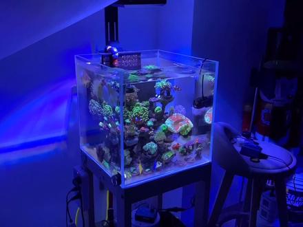 海缸珊瑚灯怎么调,分享一下我的经验