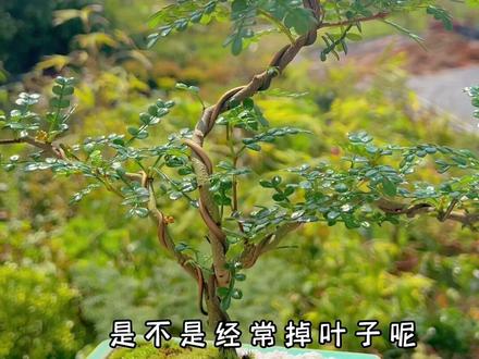 分享一则清香胡椒木的养护,希望能帮到花友们#二月二龙抬头 #一起享受大自然的美 #我的花花草草 #创作灵感 #来抖音学盆景