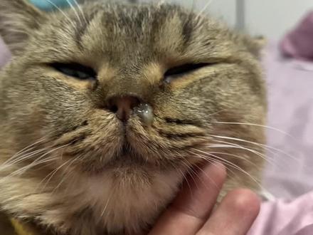 猫咪鼻塞流鼻涕反反复复总不好,可以试试我这个方法#记录猫咪日常 #猫猫生病 #猫鼻支 #雾化