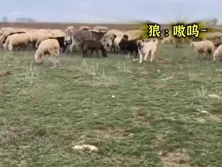牧羊犬的高燃瞬间 #牧羊犬 #边牧 #牧羊犬赶羊 #牧羊犬的职责