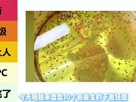 从夯到拉盘点最能生的鱼! 我敢打赌,你要是养了最后这些鱼,不出三个月,你家连洗菜盆都要用来装鱼!
#斗鱼 #孔雀鱼 #孔雀鱼繁殖 #斗鱼繁殖 #迷你鹦鹉鱼繁殖