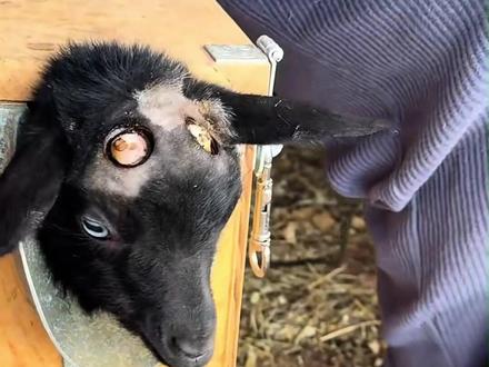 为什么要把小羊的角烫掉?