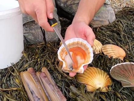 大潮退去,法国海边半巴掌大的扇贝随处可见,这样的海边适合赶海 #赶海 #赶海生活 #海边生活 #国外赶海