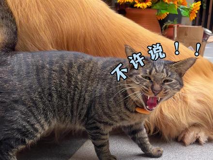 大家都学会预判我的视频内容了…#猫咪小院 #猫咪小院的日常 #八条