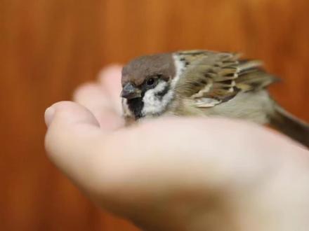 不要把捡到的小鸟关到笼子里,该如何安置小鸟呢?教你做人工鸟窝#万物可爱计划 #偶遇小流浪 #捡到小鸟 #小麻雀 #鸟类 #小鸟🐤 #保护野生动物 #捡到小鸟怎么办