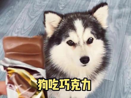 狗吃巧克力真的会嘎吗?#狗狗 #狗不能吃什么 #宠物