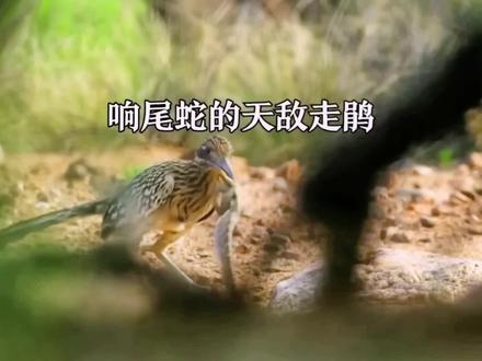 凶狠程度堪比平头哥,将蛇摔骨折才肯罢休,这就是响尾蛇的天敌走鹃#神奇动物在抖音 #动物世界 #科普 #野生动物零距离 #动物