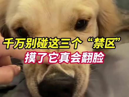 千万别碰这三个禁区,摸了它真会翻脸#养宠经验分享 #养宠进阶指南 #养宠小知识 #驱虫#猫狗