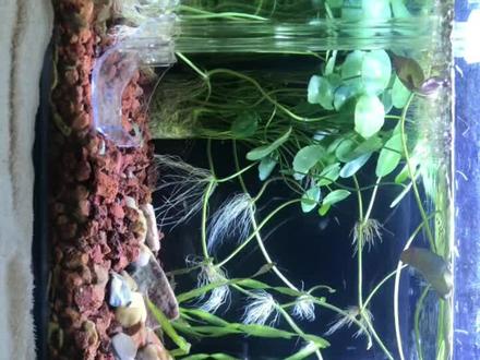 有河蚌的确可以繁殖鰟鮍