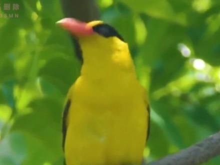 黄鹂鸟叫声#黄鹂鸟 #黄鹂鸟手势舞 #黄鹂鸟传奇