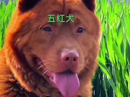 潮州五红犬,万元户#中华田园犬 #五红犬 #保护中华田园犬 #狗是人类最忠诚的朋友