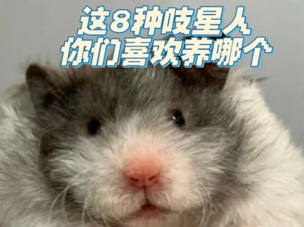 这8种吱星人,你们喜欢哪个
#金丝熊 #仓鼠 #养鼠日常分享 #花枝鼠