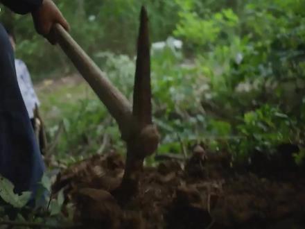 野葛入菜,香糯爽口,来自山林的天然美味,错过可惜。 #葛根 #葛根粉 #葛 #分享家乡美食 #特产美食