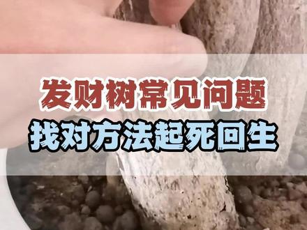 #爱生活爱养花 #种植小技巧 #热点 #发财树 发财树出现黄叶,掉叶,干尖,甚至是根部腐烂,别急着丢,找对方法,让它起死回生。#养护小知识