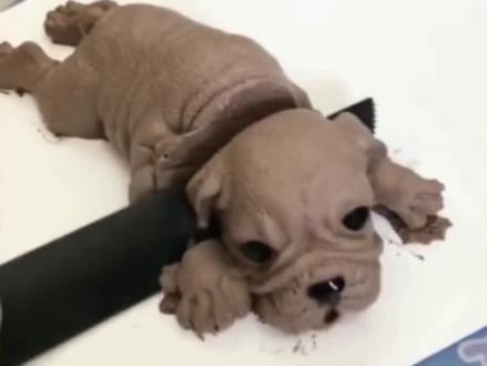 当狗狗看到主人切开了狗狗蛋糕,一个二个都吓得魂飞魄散