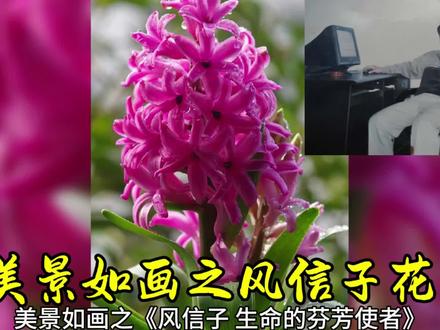 美景如画之风信子花 《风信子,生命的芬芳使者》
在缤纷多彩的花卉世界中,风信子宛如一位优雅的仙子,以其独特的魅力和醉人的芬芳,征服了无数人的心灵。
风信子的美,首先在于它的形态。它的鳞茎圆润饱满,仿佛蕴含着无尽的生命力。从鳞茎中抽出的花茎修长而挺拔,顶端簇拥着一团团紧密排列的花朵,宛如一个精致的花束。每一朵花都小巧玲珑,花瓣质地细腻,色彩鲜艳且丰富多变,有梦幻般的粉色,高贵的紫色,纯洁的白色,热烈的红色,每一种颜色都散发着独特的魅力,令人陶醉。
风信子的花香更是其迷人之处。那是一种清新、甜美而又浓郁的香气,轻轻一嗅,便能让人心旷神怡。它的香味仿佛具有魔力,能够瞬间驱散人们心头的阴霾,带来愉悦和宁静。在微风的吹拂下,花香四溢,弥漫在空气中,仿佛将整个世界都浸润在这美妙的芬芳之中。
风信子不仅是美的象征,更是坚韧与希望的代表。它在寒冬中积蓄力量,等待春天的到来,然后以最绚烂的姿态绽放。即使在逆境中,它也从不放弃生长和开放的信念,这种坚韧的品质令人钦佩。
无论是摆放在窗台,还是点缀在花园中,风信子都能成为一道亮丽的风景线。它那婀娜多姿的身影和迷人的芬芳,为我们的生活增添了一份浪漫与温馨。它不与百花争艳,却以自己独特的方式诠释着生命的美好与价值。
风信子啊,你是大自然赋予我们的珍贵礼物,是美丽与芬芳的完美结合。愿你的美丽永远绽放,你的芬芳永远飘荡在人们的心间,激励着我们追求美好,热爱生活。
#一日一植物 #一花一草一世界 #赏花🌸听歌🎶 #奇花异草 #传承文化
