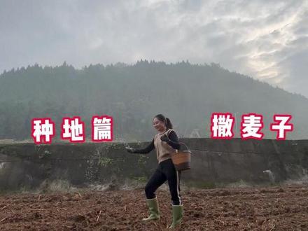 90后回村种地, 之前种的油菜后续来了,还有我的麦子地里长的全是油菜,这可咋办啊#我的乡村生活 #记录真实生活 #2026新农人计划