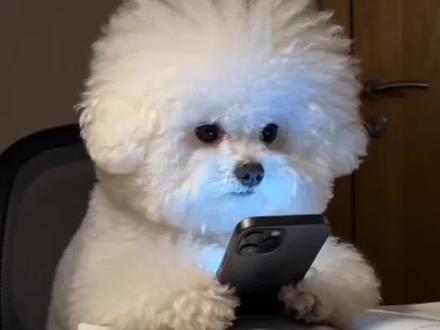 小狗写作业被发现ai教程 小狗写作业玩手机 小狗写作业指令 小狗玩手机ai #小狗写作业 #Seedance2 #小狗玩手机 #豆包ai #豆包出大片有两把刷子 小狗玩手机写作业ai特效 小狗玩手机特效教程 小狗写作业 ai小狗写作 豆包ai小狗写作业 ai小狗玩手机 豆包生视频指令 豆包Seedance 2.0