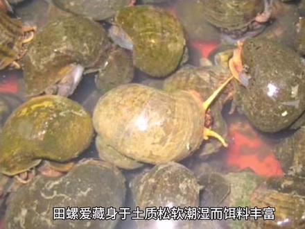 田螺吃什么食物?养殖时需要注意的事项与管理方法有哪些快看看吧