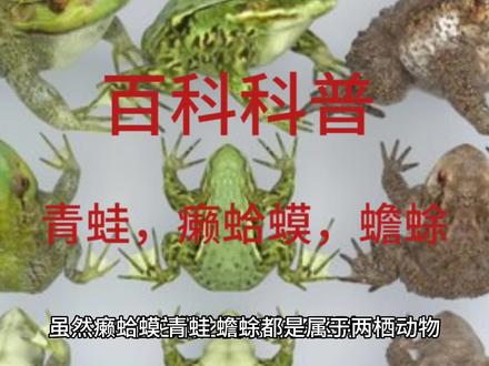 青蛙,癞蛤蟆,蟾蜍你能分清吗?#蟾蜍 #青蛙 #蛤蟆 #癞蛤蟆