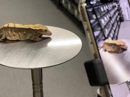 豆包看小睫是有点东西的 #睫角 #爬宠 #睫角守宫 #豆包 #豆包知道