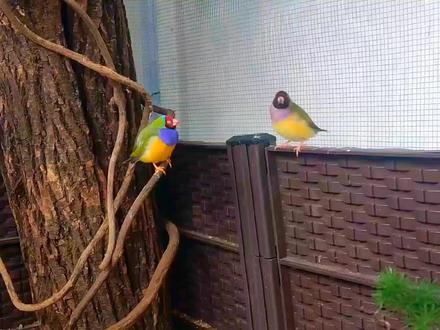 七彩文鸟和珍珠鸟,你们更喜欢哪种呢? #七彩文鸟 #珍珠鸟 #企鹅珍珠鸟 #生态鸟笼