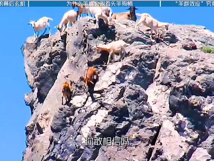 羊群效应究竟有多可怕? #科普 #科普一下 #羊群效应