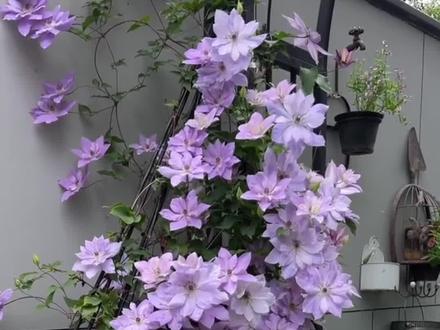 铁线莲倒影花量非常大,非常适合新手#铁线莲倒影
