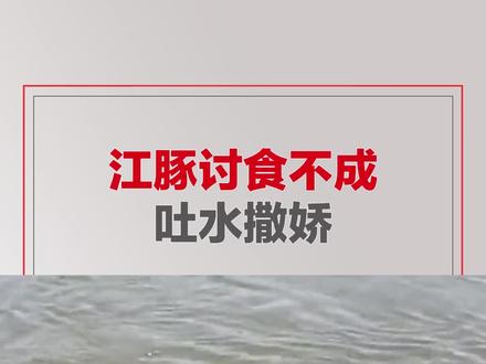 你知道江豚吐口水意味着什么?江豚到岸边朝路人讨吃的,不给就撒娇吐“口水”