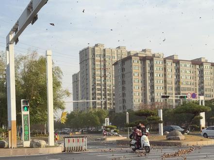 风一吹,落叶就成了秋天的信笺,写满了温柔的告别🍂