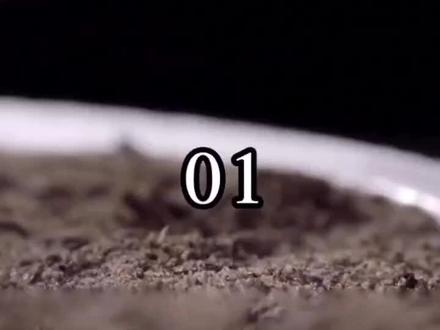 白蘑,又称草原白蘑,是菌类中珍贵的品种#中药 #中药材#中医 #中医专长