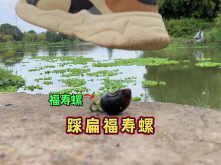 一脚下去,把福寿螺踩扁!入侵物种消灭计划 #福寿螺 #男生减速带 #入侵物种