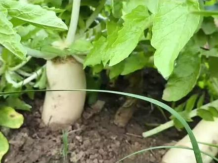 萝卜的储存 怎样储存萝卜不糠心冻不坏#储存萝卜