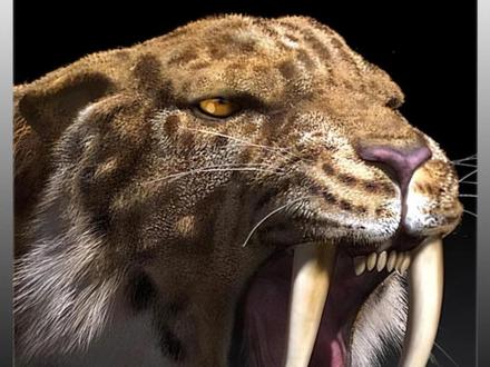 剑齿虎:用一对“违规”长剑称霸200万年的终极刺客 #科普 #剑齿虎 #神奇动物在抖音 #古生物