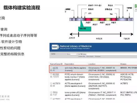 载体构建实验流程详解-序列查询#载体构建 #分子克隆 #科研