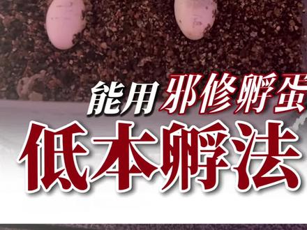 邪修孵蛋#睫角 #睫角守宫 #睫角守宫繁殖