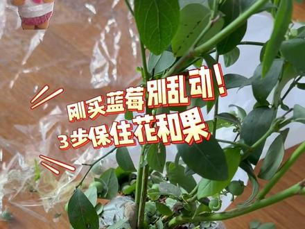 刚买蓝莓别乱动! 3 步保住花和果#农业种植技术 新手直接抄作业📝#记录我的种植生活 #蓝莓种植