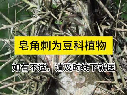 皂荚的刺,皂角刺 #皂角刺 #皂荚 #中草药 #胡博士说中医