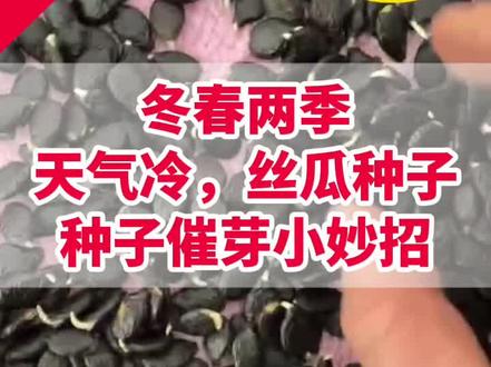 冬春两季丝瓜催芽比较难,教大家一个方法, 冬春两季丝瓜催芽比较难,教大家一个方法,#丝瓜种子催芽 #丝瓜种植技术与管理 #丝瓜种子 @DOU+上热门