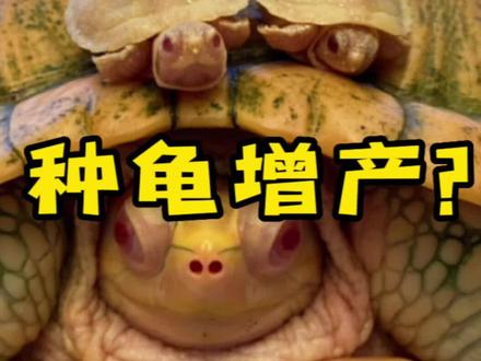 你养龟为什么还没开始繁殖呢?
#养龟日常 #神奇动物在抖音 #养龟人 #乌龟 #人工合法养殖