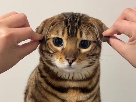 给你狗狗饼干吃 #豹大厨