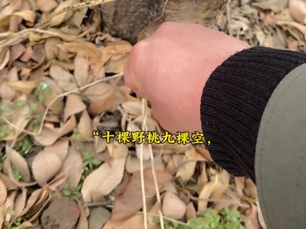 桃枭是什么?桃枭的作用?桃枭什么时候摘?桃枭有什么作用?桃枭怎么处理?#桃枭 #正月桃枭 #省流 #拒绝废话 #科普