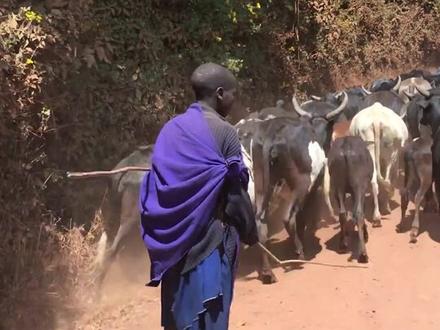 为什么要给牛带鼻环?是为了好看吗?#科普 #动物 #奇闻趣事 #涨知识 #百万森林守护挑战