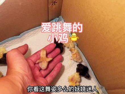 小伙孵化出来一窝小鸡,竟然有一只会跳踢踏舞😱 #芦丁鸡 #vlog日常 #萌宠 #中视频伙伴计划