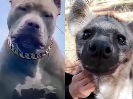 第1集|比特犬vs斑鬣狗,当老虎克星遇到肛肠科主任,谁会笑到最后呢? #比特犬 #斑鬣狗